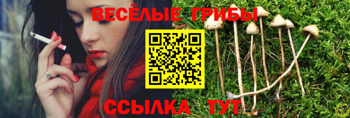Галлюциногенные грибы Psilocybe Электрогорск